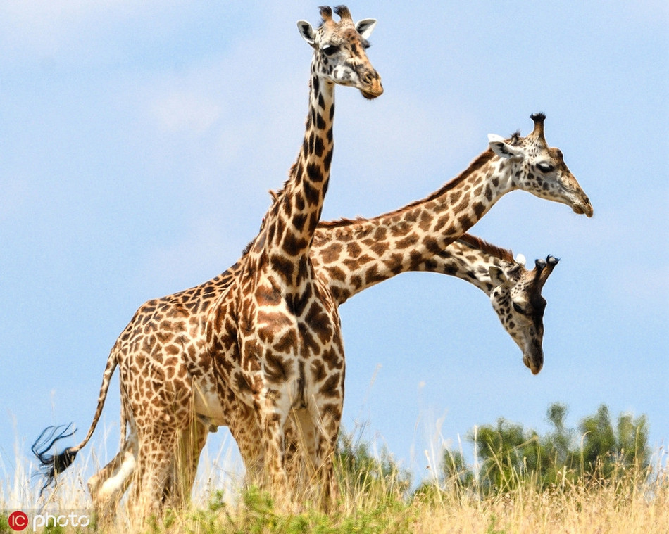 Hình ảnh con hươu cao cổ ba đầu này đã từng khiến rất nhiều người giật mình. Đa số mọi người đều phải nhìn tới hai lần, mới phát hiện ra sự thật hiển nhiên trong bức ảnh.