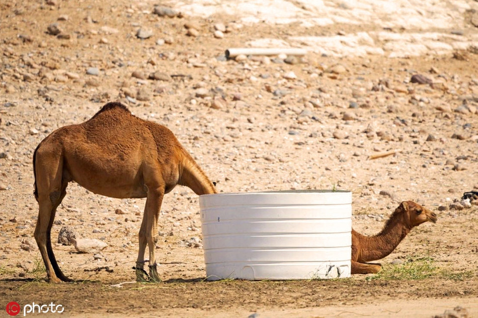 Chiếc thùng phi đã khiến nhiều người phải mất tới hơn hai lần nhìn mới phát hiện, trong bức hình có tới hai con lạc đà đang nằm nối tiếp nhau một cách rất tình cờ.