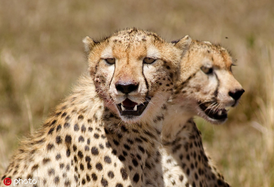 Anh em báo đốm giống nhau đến từng ánh mắt, cử động khớp hàm. Điều này khiến chúng tạo ra "ảo ảnh" báo đốm hai đầu, khiến nhiều người ngạc nhiên, thích thú.