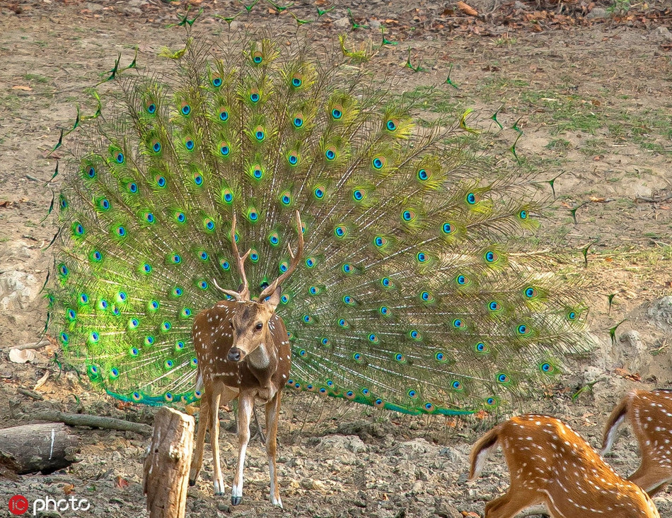 Vô tình đứng trước mặt một con công đực đang khoe sắc, hươu sao chiếm trọn ánh hào quang của chim công, trở thành một động vật lai đẹp mỹ miều.