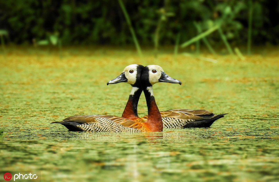 Màn kết hợp gây lú lẫn của cặp đôi vịt hoang dã. Sự giống nhau đến từng chi tiết trên bộ lông của chúng lại càng khiến bức ảnh thú vị hơn.