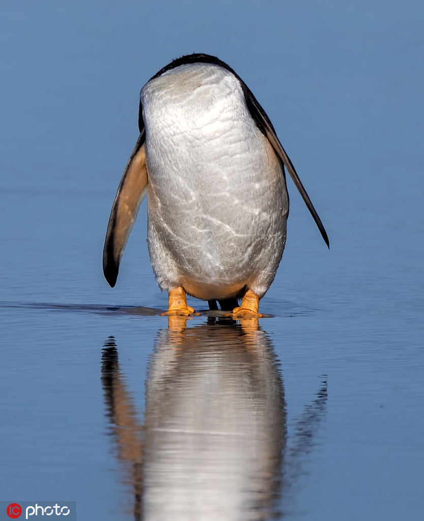 Con chim cánh cụt không đầu này cũng xuất hiện tương tự như vậy, là sự kết hợp hoàn mỹ giữa sự trùng hợp vô tình và góc chụp ngẫu nhiên của nhiếp ảnh gia.