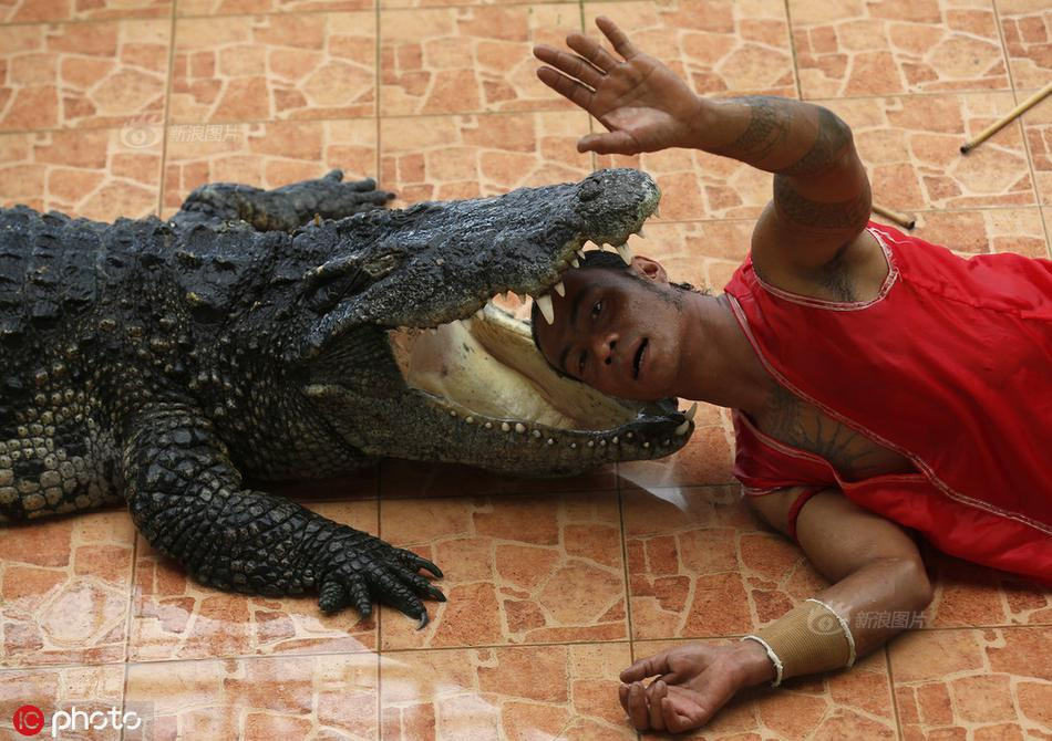 Được biết, những con cá sấu được tham gia biểu diễn đều là những con cá sấu được các diễn viên nuôi từ nhỏ, thân thiết với con người và được huấn luyện kỹ càng.