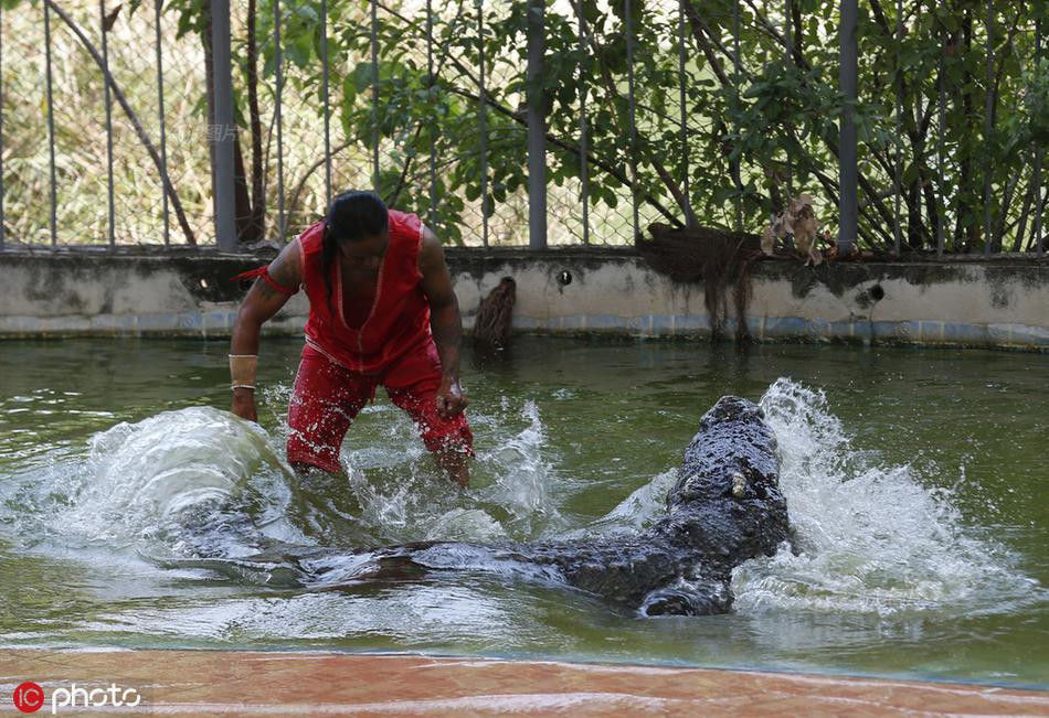 Tuy vậy, vẫn có những rủi ro bất ngờ không lường trước được. Dù sao, những con cá sấu khổng lồ cũng là loài động vật hoang dã được mệnh danh là tử thần đầm lầy.