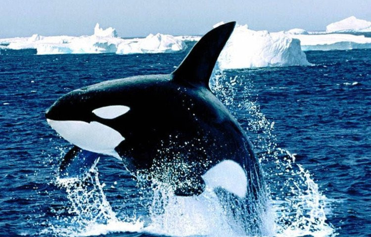 Gần đây, các chuyên gia hải dương học từ Viện hải dương Vịnh Monterey, Mỹ đã thực hiện một nghiên cứu, cho thấy cá mập trắng lớn thực sự sợ hãi khi đụng độ cá voi sát thủ.