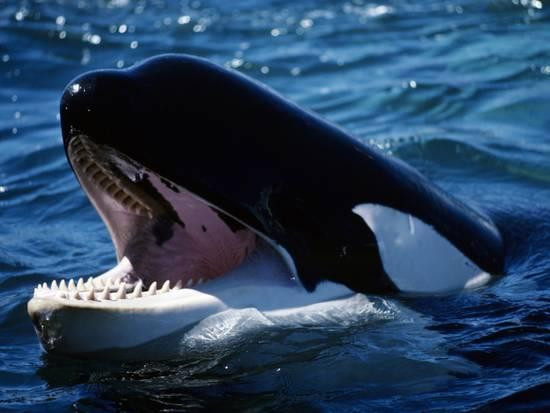 Được biết, khi săn giết cá mập trắng, cá voi sát thủ sẽ giữ con cá mập lộn ngược để khiến cá mập bất động.