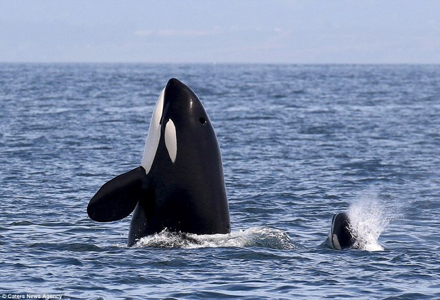 Quá trình bỏ chạy của cá mập trắng lớn nhanh đến mức chỉ diễn ra trong vòng vài phút, ngay cả khi cá voi sát thủ chỉ lưu lại khu vực biển đó chưa đây 1h đồng hồ.