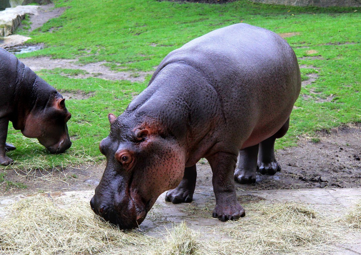 Bất cứ thuyền bè nào đi vào khu vực sinh sống của hà mã đều bị tấn công, phá nát.