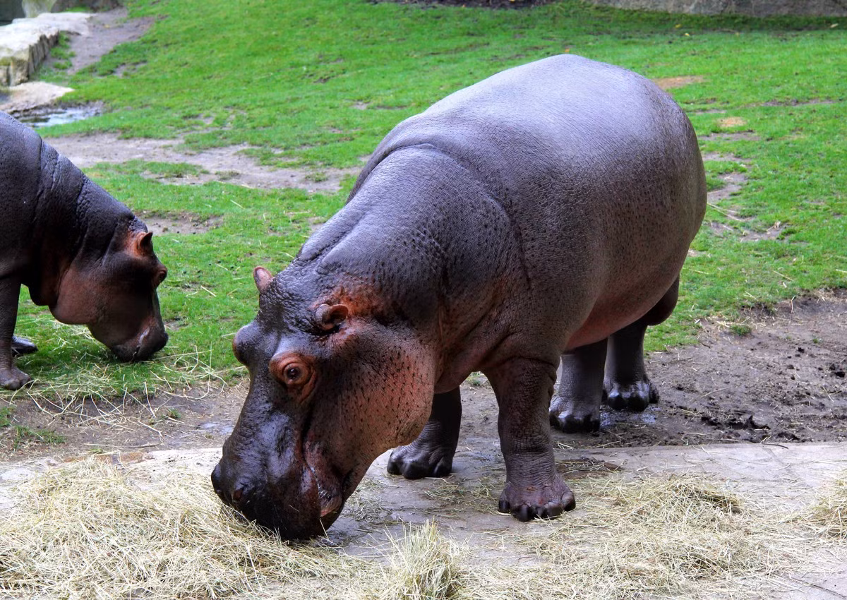 Bất cứ thuyền bè nào đi vào khu vực sinh sống của hà mã đều bị tấn công, phá nát.