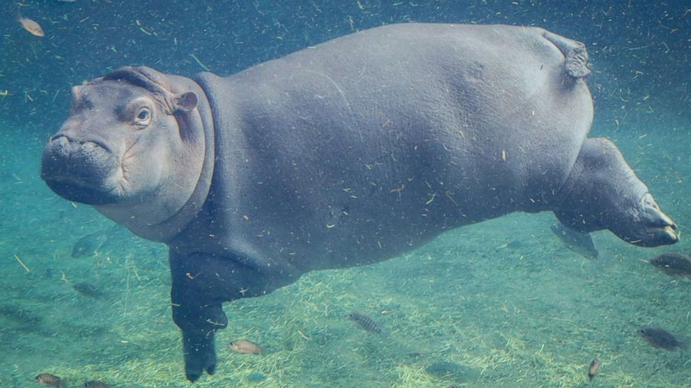 Mặc dù có thân hình ục ịch nhưng hà mã lại di chuyển trong nước uyển chuyển, nhẹ nhàng như múa ba lê. Không chỉ thế, chúng còn có thể nhịn thở tới 6 phút và đóng cả lỗ mũi, lỗ tai, ngăn không cho nước chảy vào.