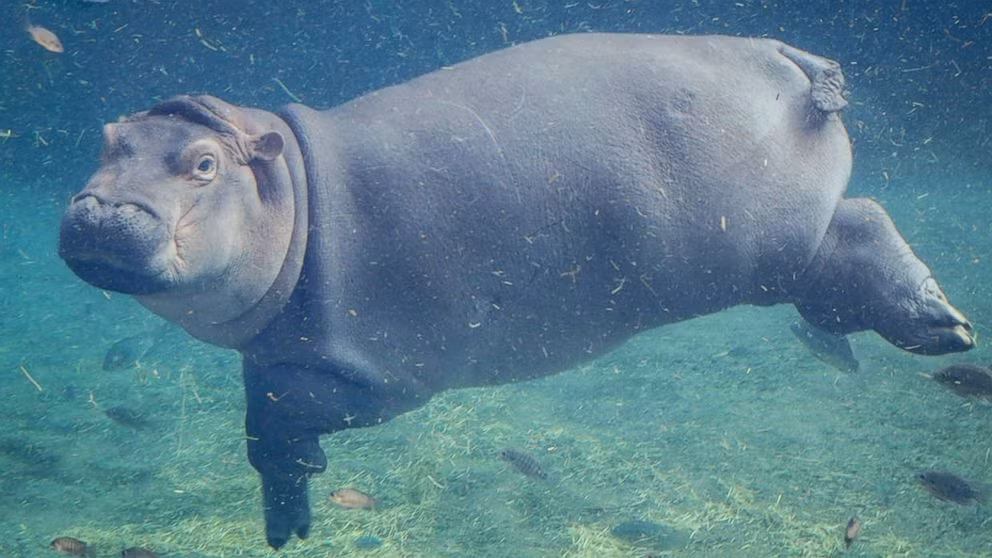 Mặc dù có thân hình ục ịch nhưng hà mã lại di chuyển trong nước uyển chuyển, nhẹ nhàng như múa ba lê. Không chỉ thế, chúng còn có thể nhịn thở tới 6 phút và đóng cả lỗ mũi, lỗ tai, ngăn không cho nước chảy vào.