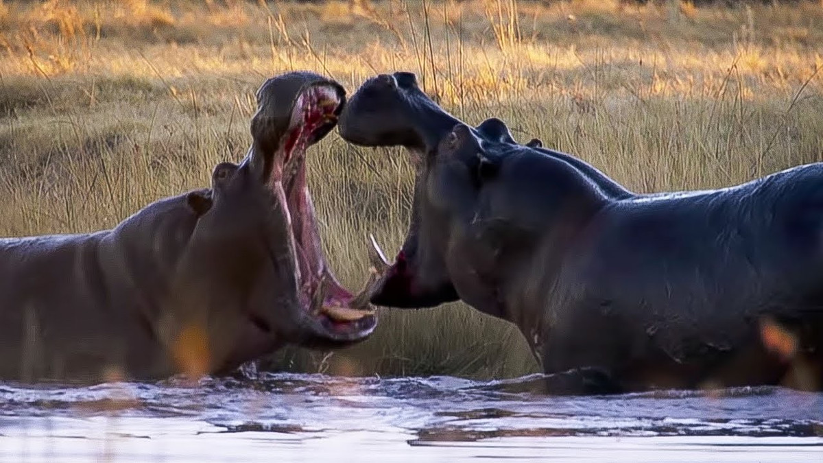 Hà mã đực rất hung hăng và không ưa bất cứ con đực nào khác, kể cả con trai mình. Tuy nhiên hà mã mẹ thì ngược lại, chúng vô cùng yêu con và sẵn sàng làm mọi thứ vì con.