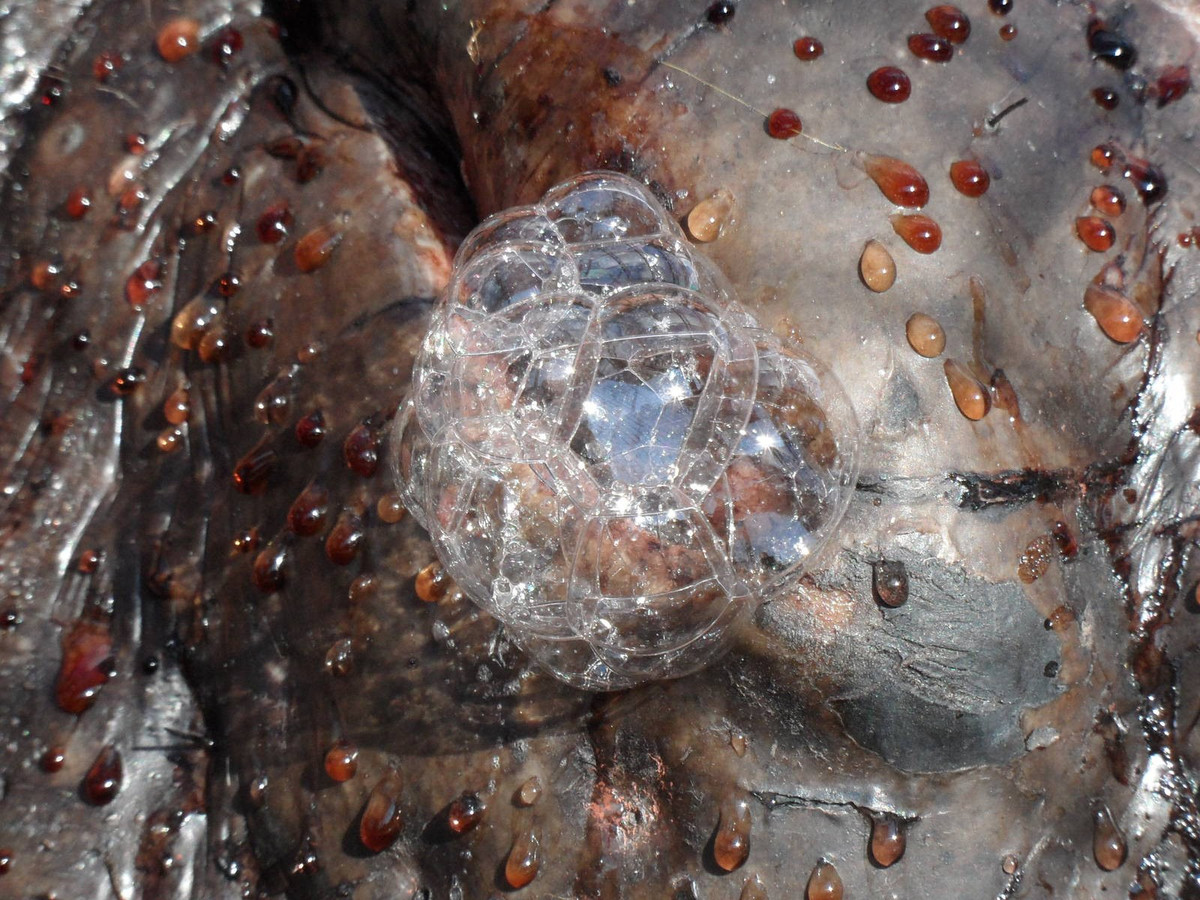 Sở dĩ hà mã ăn ít là do chúng tiết kiệm năng lượng. Cả ngày không làm gì, hà mã thường ngâm mình dưới nước vừa mát vừa thư giãn lại không tốn sức.