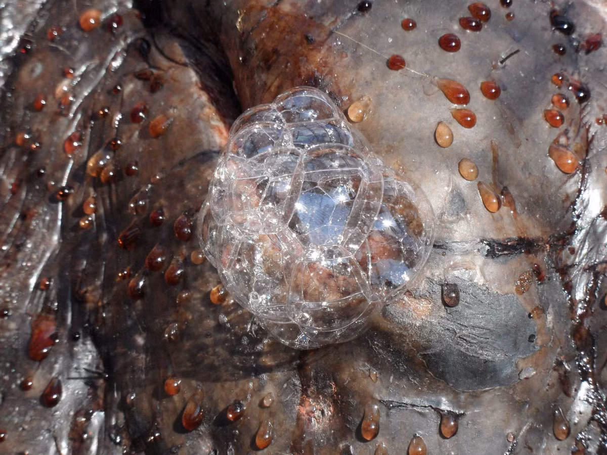 Sở dĩ hà mã ăn ít là do chúng tiết kiệm năng lượng. Cả ngày không làm gì, hà mã thường ngâm mình dưới nước vừa mát vừa thư giãn lại không tốn sức.