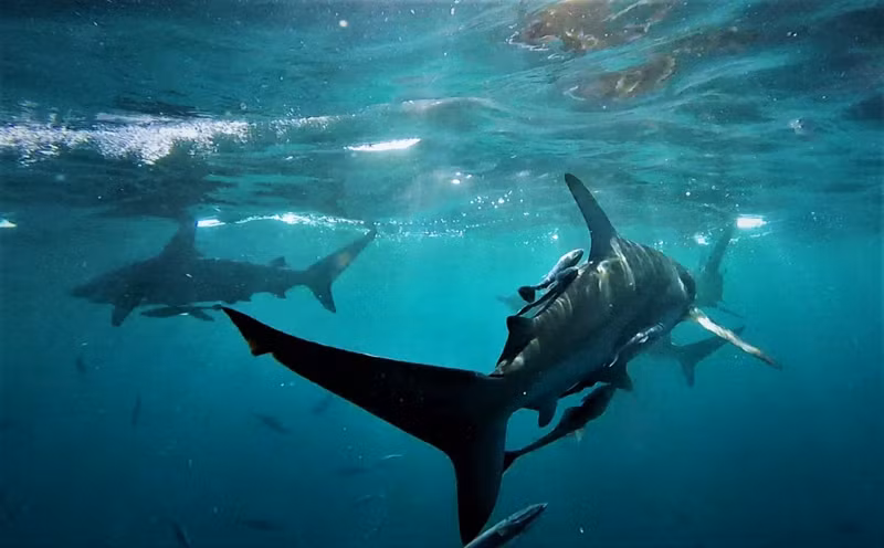 Cá mập ngốc nghếch tự sát, đâm thẳng họng đồng loại? - Hình 3 Ca map ngoc nghech tu sat, dam thang hong dong loai?-Hinh-3