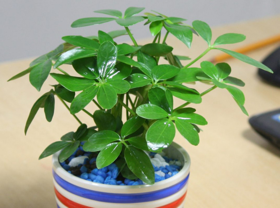 3 con giap phai trong cay nay moi phat tai loc, giau sang vo doi