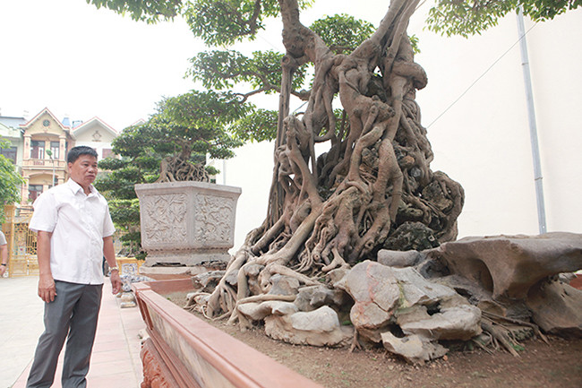 Cây có tuổi đời trên 200 năm, trước đây từng thuộc sở hữu của một ông quan phủ Ninh Bình. Cách đây hơn 10 năm, anh Toàn mua lại nó từ một người ở Nam Định.