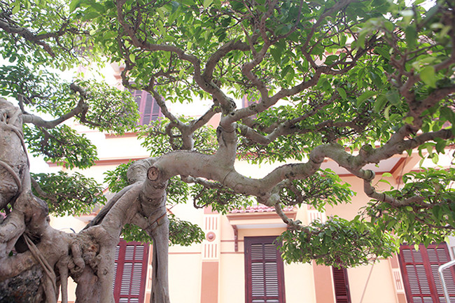 Thân cây có những thân thẳng đan xen với những thân nhỏ cong tạo nên thế cây vừa vững chãi vừa uyển chuyển.