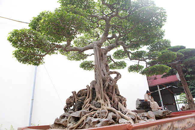 Nói về cái tên, anh Toàn cho biết, trước kia ở giữa cây có một pho tượng ông bụt nên mọi người hay gọi cây sanh này với cái tên “Ông bụt”. Từ đó đến nay cây vẫn mang tên đó.