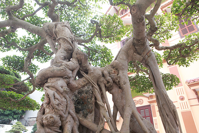 Sở hữu được cây sanh quý hiếm, anh Toàn quyết định mua một con trâu lớn mổ ăn mừng.