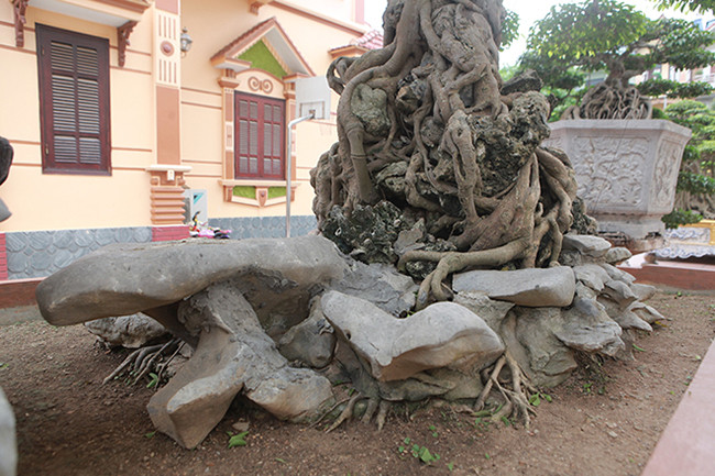 "Ngày đó, tôi đến hỏi mua cây, chủ cây còn không cho vào nhà, sau nhiều lần đến nhà ông ấy chơi, tôi còn mang cả cao hổ ngâm rượu 16 năm đến tâm sự với ông ấy. Cuối cùng ông ấy cũng đồng ý bán cho tôi với giá gần 3 tỷ đồng", anh Toàn nói.