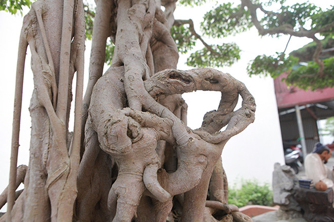 Thân cây có những thân thẳng đan xen với những thân nhỏ cong tạo nên thế cây vừa vững chãi vừa uyển chuyển.