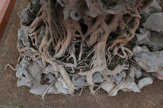 Theo thời gian, kết cấu cây rất vững chãi. Toàn bộ thân, rễ cây đã chuyền thành màu vàng đồng.