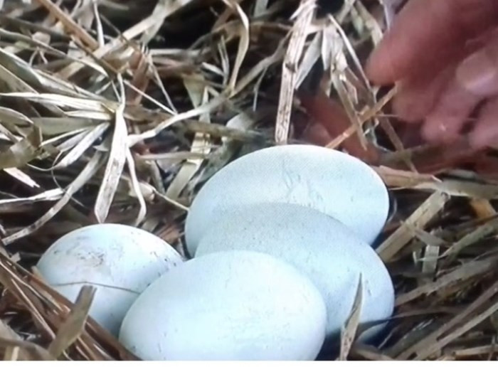 Bat ngo thien nga o ho Thien Quang de gan 20 qua trung