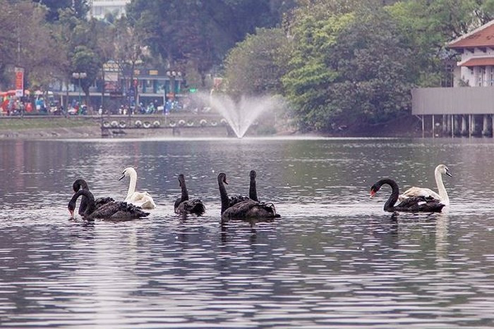 Bat ngo thien nga o ho Thien Quang de gan 20 qua trung-Hinh-3