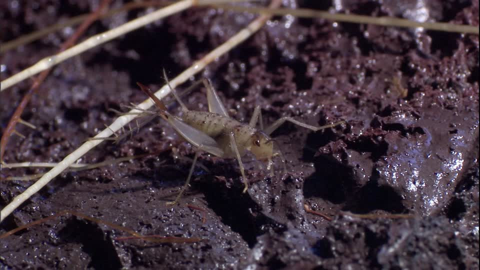 Các nhà khoa học cũng cho biết, không giống với những loài dế khác, dế nham thạch không hề có cánh, chúng không thể bay và cũng không gáy để hấp dẫn bạn tình.