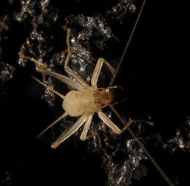 Trong khi hầu hết các phân loài dế Caconemobius đều có thể được tìm thấy dưới các tảng đá trên các bãi biển, thì Caconemobius fori chỉ xuất hiện đột ngột sau các vụ phun trào núi lửa không lâu.