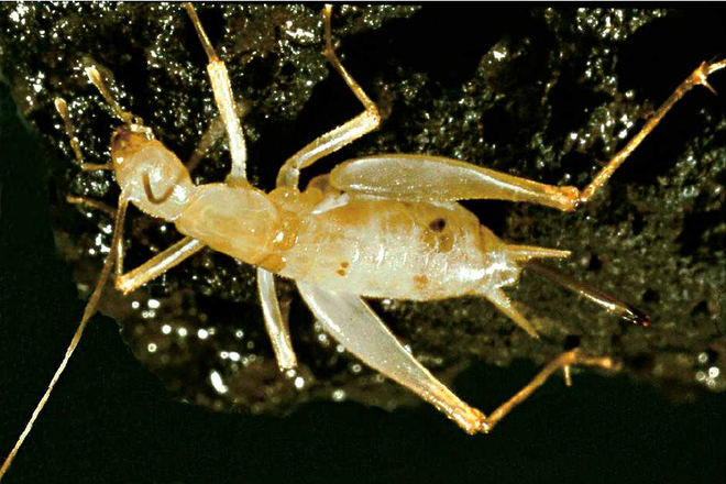 Trong điều kiện sinh tồn khắc nghiệt, đây thực sự là một "lần chơi lớn" của dế nham thạch đực.