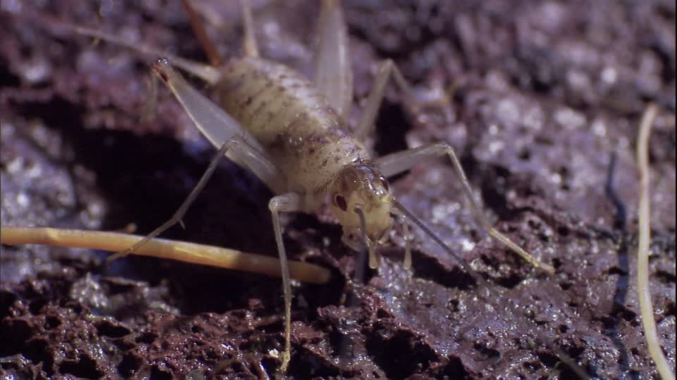 Tuy vậy khi đã có đôi có cặp, dế nham thạch sẽ giao phối rất rùng rợn. Để giao phối, con đực gần như đánh đổi cả tính mạng của mình.