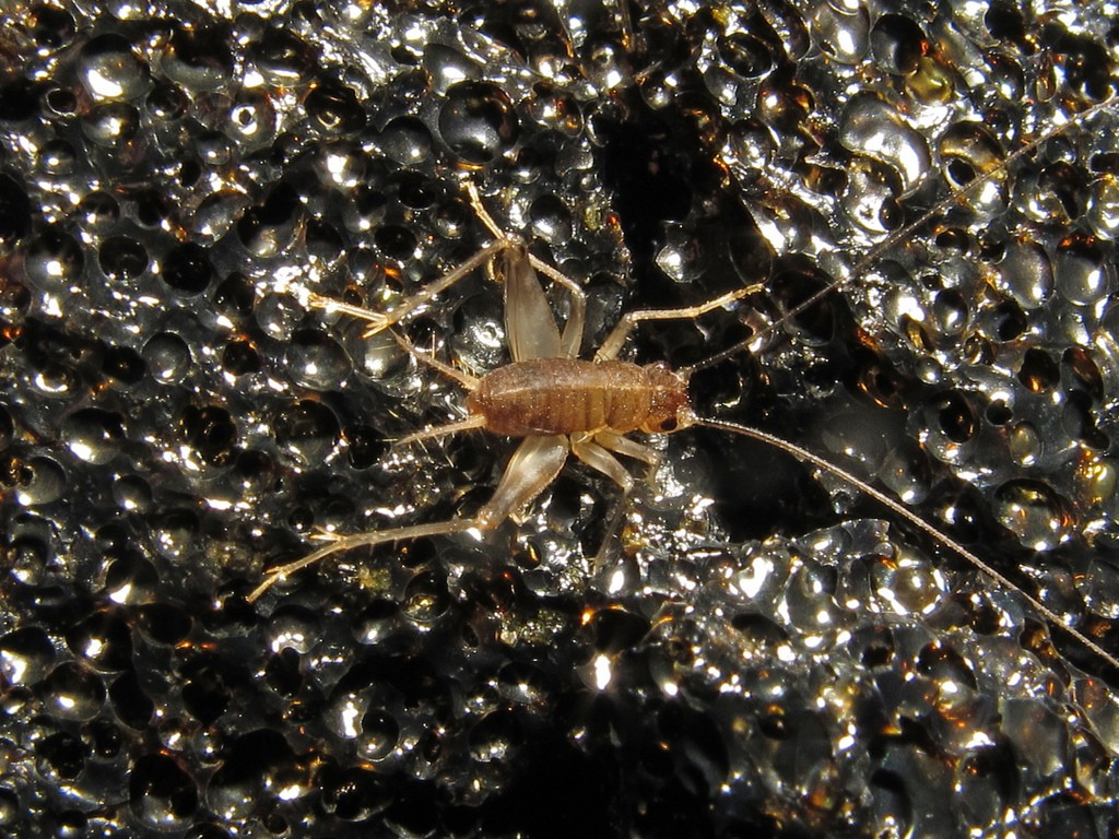 Bởi sự thoắt ẩn thoắt hiện của dế nham thạch, đến tận năm 1978, loài dế sống trong các cánh đồng nham thạch nguội mới được các nhà khoa học phát hiện, xác nhận và đặt tên.