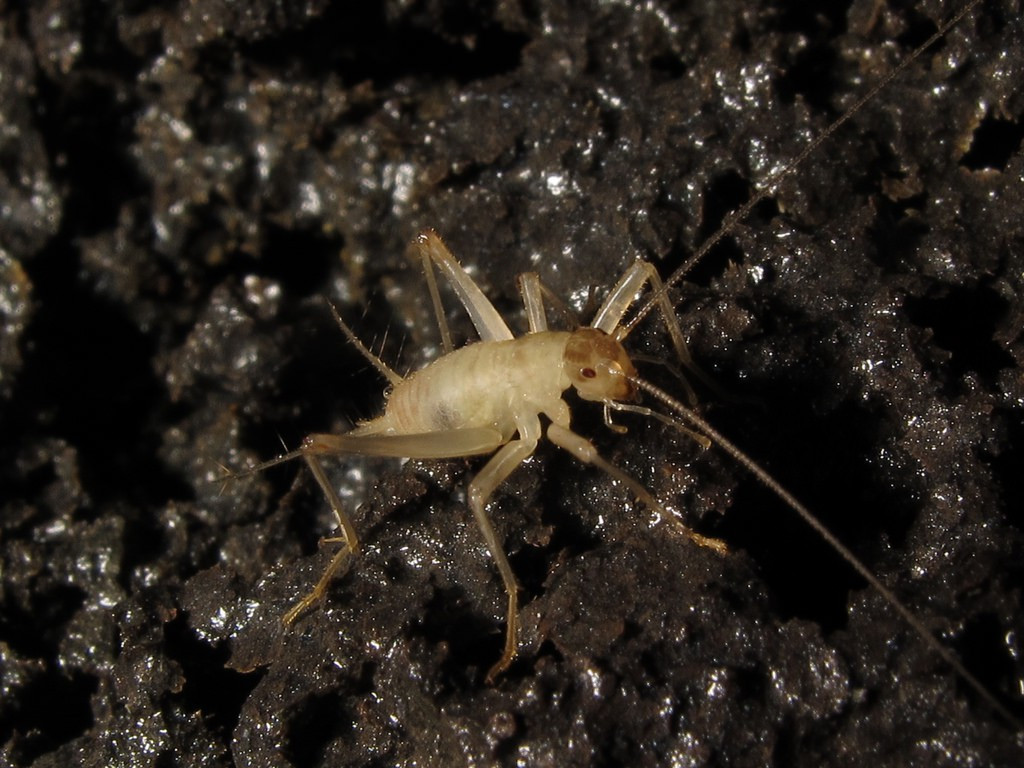 Khi dung nham núi lửa vừa nguội, những con dế kỳ lạ này sẽ xuất hiện. Cũng chính bởi vì sự xuất hiện ly kỳ này, chúng được gọi là dế nham thạch.