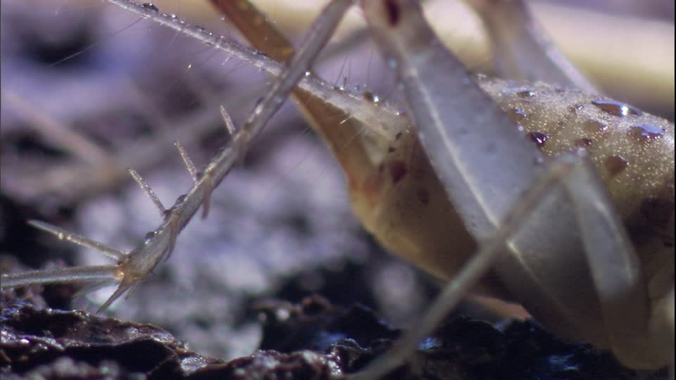 Trong lúc giao phối, dế cái sẽ cắn và chân con đực, thong thả hút dịch dinh dưỡng từ bạn tình. Sau một lần giao phối, dế đực có thể mất từ 3 - 8% trọng lượng cơ thể.