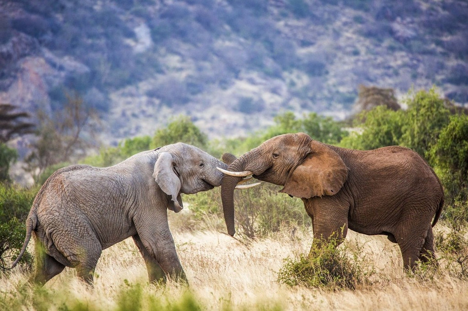 Được biết, trận chiến đấu tranh giành quyền lực này diễn ra vào thời điểm bất ngờ. Có thể thấy một con voi toàn thân vẫn còn đang phủ bùn nhão.