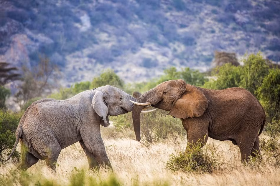 Được biết, trận chiến đấu tranh giành quyền lực này diễn ra vào thời điểm bất ngờ. Có thể thấy một con voi toàn thân vẫn còn đang phủ bùn nhão.