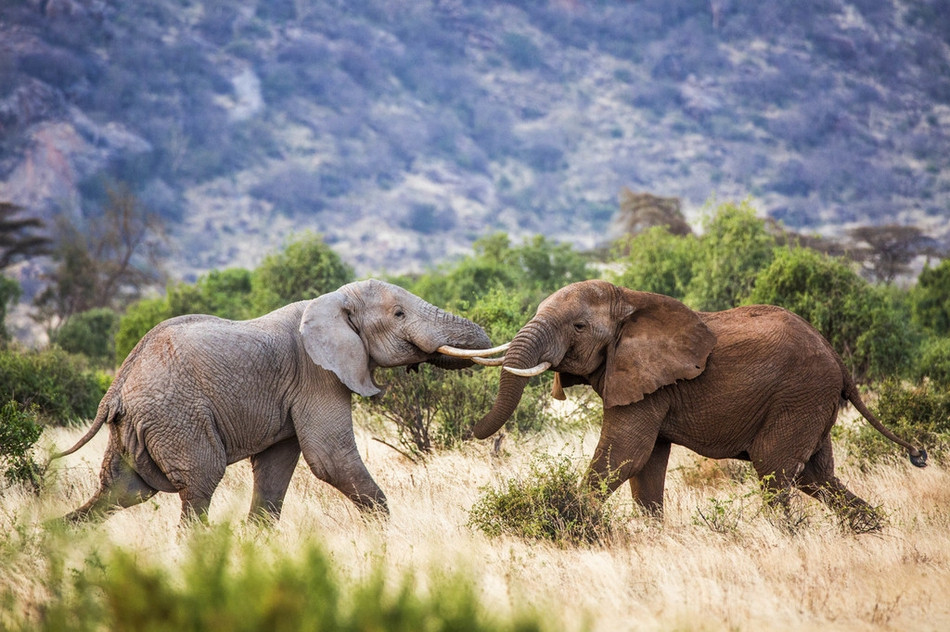 Theo nhiếp ảnh gia, hai con voi khổng lồ chiến đấu để tranh giành quyền lực trong đàn. Con nào thắng sẽ được lên làm lãnh đạo.