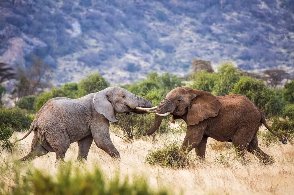 Theo nhiếp ảnh gia, hai con voi khổng lồ chiến đấu để tranh giành quyền lực trong đàn. Con nào thắng sẽ được lên làm lãnh đạo.