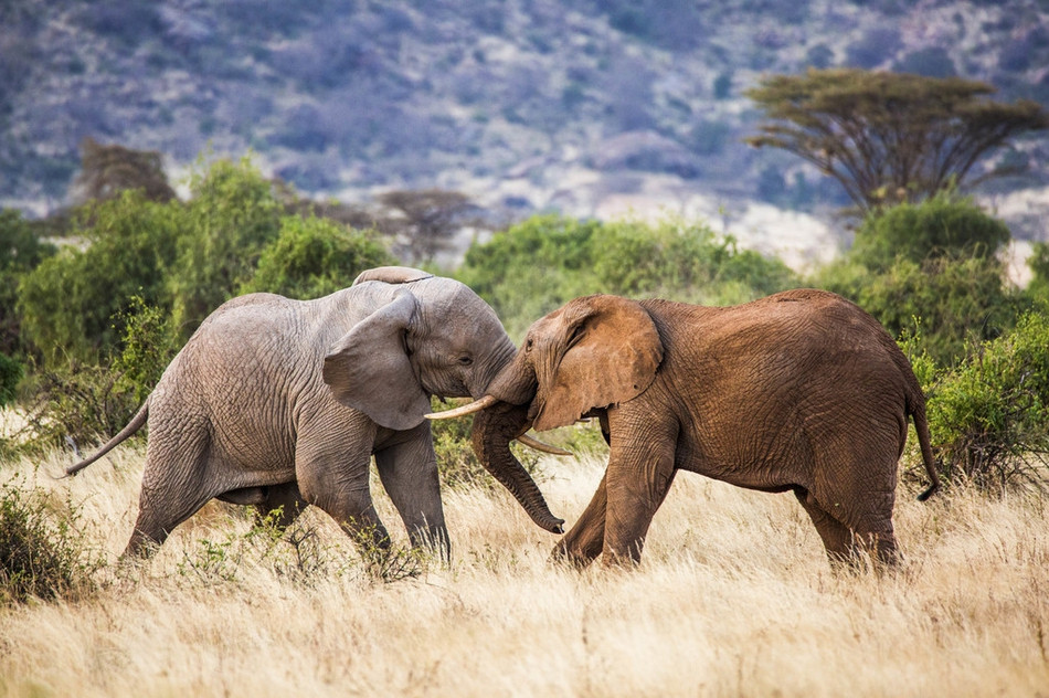 Qua những hình ảnh có thể thấy, hai con voi sử dụng vũ khí chính là cặp ngà nhọn hoắt, cứng cáp.