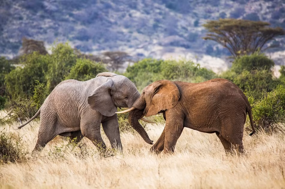 Qua những hình ảnh có thể thấy, hai con voi sử dụng vũ khí chính là cặp ngà nhọn hoắt, cứng cáp.
