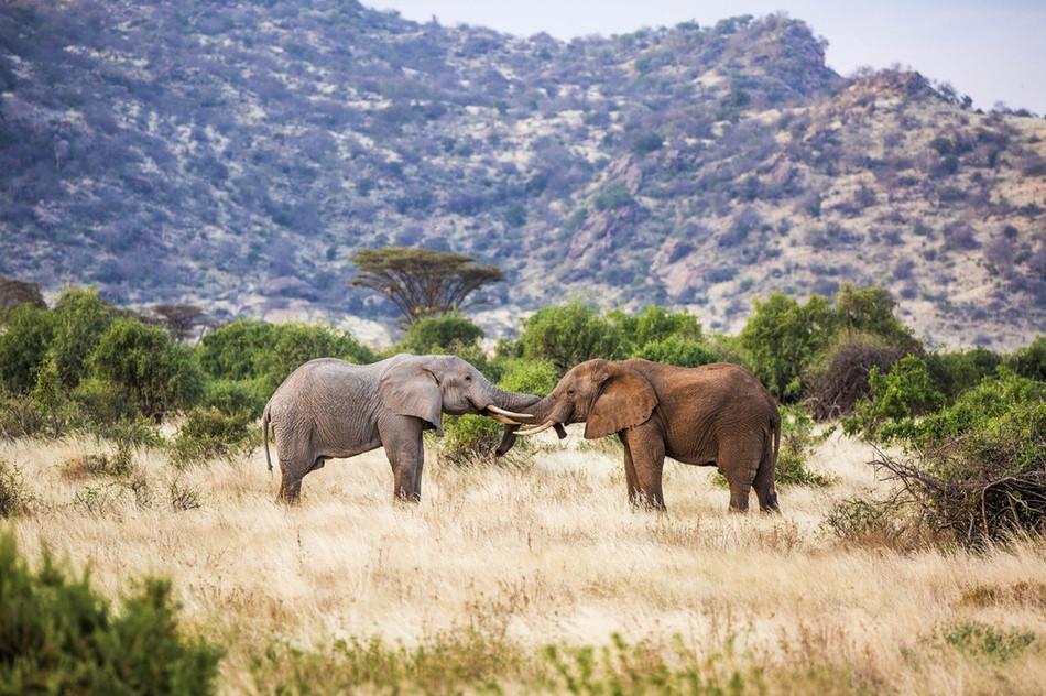 Chúng cũng sử dụng vòi và liên tục lao vào nhau để bắt đối phương phải quy phục.