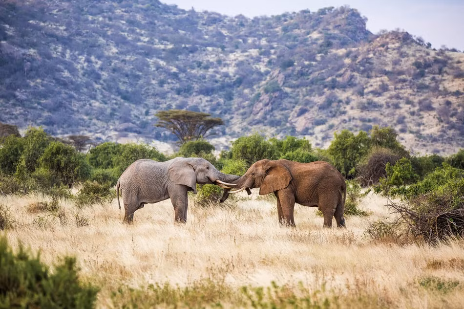 Chúng cũng sử dụng vòi và liên tục lao vào nhau để bắt đối phương phải quy phục.