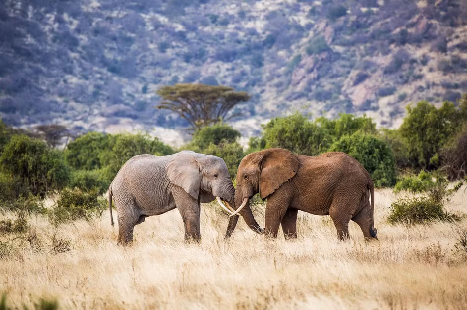 Không còn cách nào khác, nó đành gác lại việc tắm rửa để tiếp đối thủ.