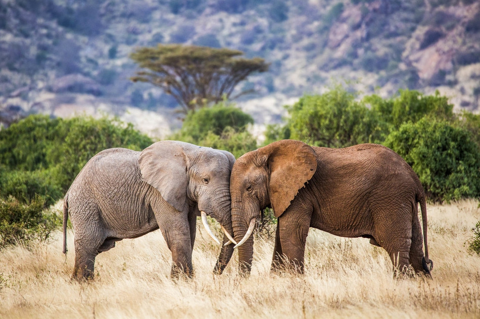 Theo nhiếp ảnh gia, có lẽ khi đang tắm rửa, con voi này đã bị đối thủ thách đấu.