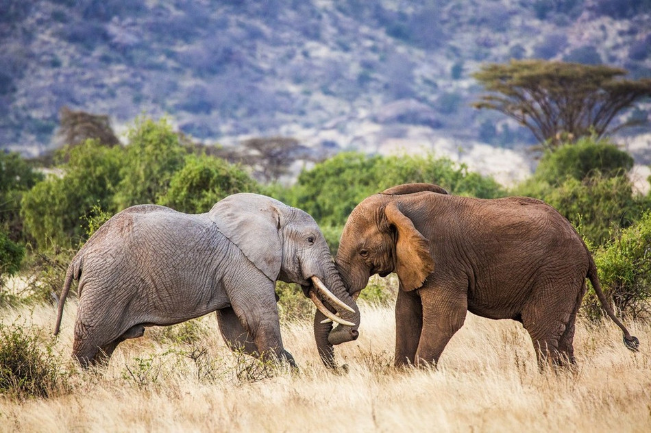 Được biết, nhiếp ảnh gia Sergey Savvi đã ghi lại được những hình ảnh kịch tính, đậm chất sử thi này ở khu bảo tồn thiên nhiên quốc gia Samburu ở Kenya.