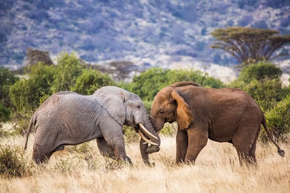 Được biết, nhiếp ảnh gia Sergey Savvi đã ghi lại được những hình ảnh kịch tính, đậm chất sử thi này ở khu bảo tồn thiên nhiên quốc gia Samburu ở Kenya.