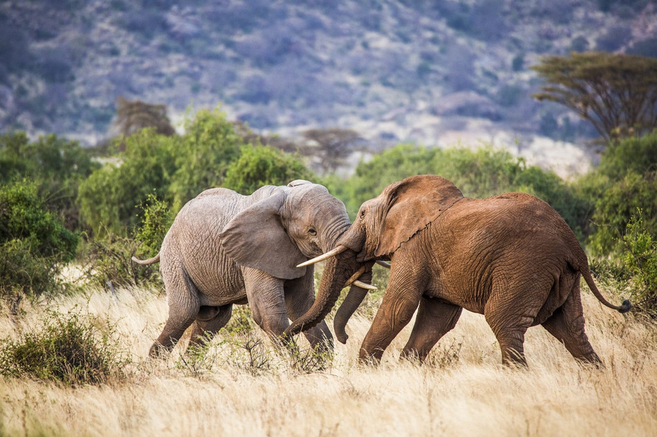 Mới đây, nhiếp ảnh gia Sergey Savvi, một nhiếp ảnh gia động vật hoang dã đến từ St. Petersburg, Nga may mắn ghi được những hình ảnh vô cùng ấn tượng về trận chiến đấu khốc liệt của hai con voi khổng lồ châu Phi.