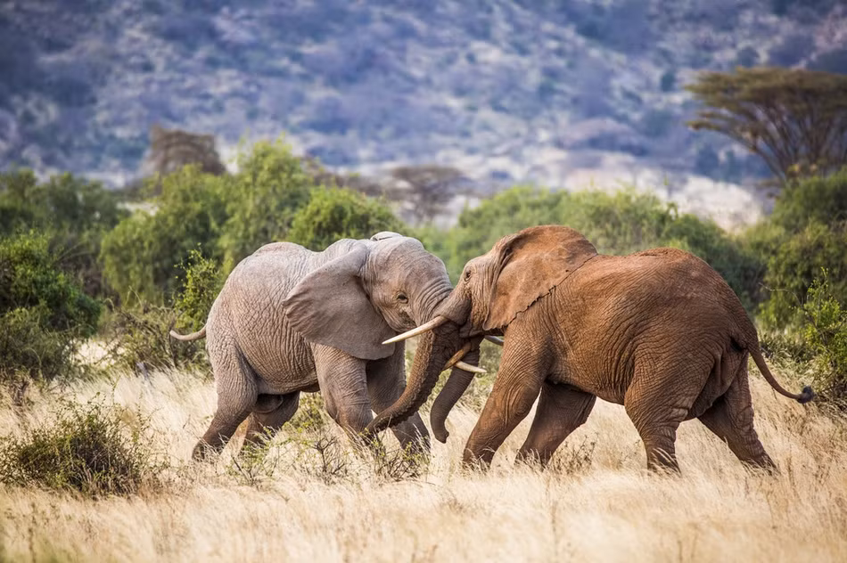 Mới đây, nhiếp ảnh gia Sergey Savvi, một nhiếp ảnh gia động vật hoang dã đến từ St. Petersburg, Nga may mắn ghi được những hình ảnh vô cùng ấn tượng về trận chiến đấu khốc liệt của hai con voi khổng lồ châu Phi.